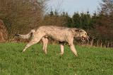 IRISH WOLFHOUND 349